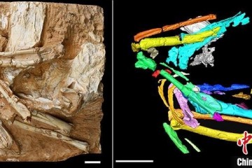 亚洲最陈旧沙鸡化石提醒600万年前青藏高原生态